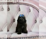 Small Photo #2 Poodle (Toy)-Yorkshire Terrier Mix Puppy For Sale in WARSAW, IN, USA