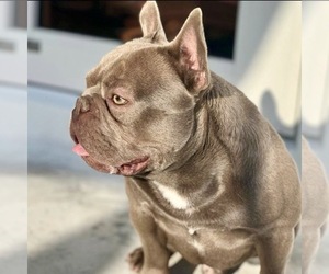 Mother of the French Bulldog puppies born on 11/18/2021