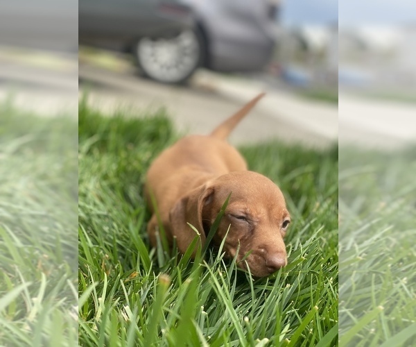 Medium Photo #4 Dachshund Puppy For Sale in VANCOUVER, WA, USA