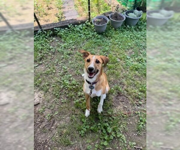 Medium Photo #3 Mutt Puppy For Sale in Evansville, IN, USA