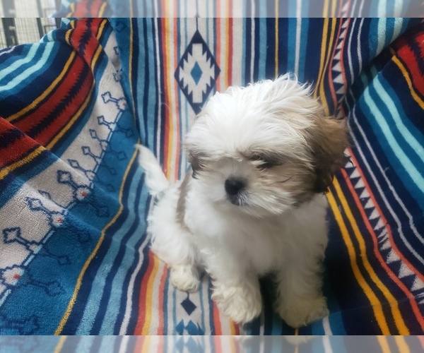Medium Photo #7 Shih Tzu Puppy For Sale in MOUNTAIN GROVE, MO, USA