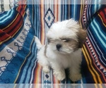 Small Photo #7 Shih Tzu Puppy For Sale in MOUNTAIN GROVE, MO, USA