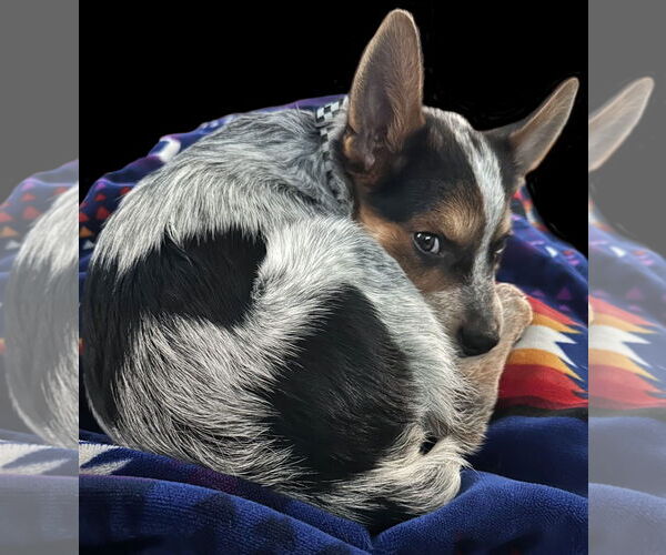 Medium Photo #6 Mutt Puppy For Sale in Gretna, NE, USA