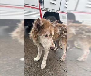 Siberian Husky Dogs for adoption in Houston, TX, USA