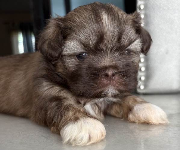 Medium Photo #1 Shih Tzu Puppy For Sale in FAIRVIEW, TN, USA