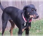 Small #3 Miniature Pinscher Mix