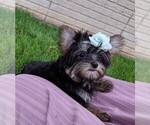 Small Photo #5 Yorkshire Terrier Puppy For Sale in FREDERICKSBURG, OH, USA