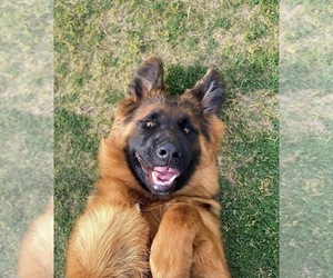 German Shepherd Dog Puppy for sale in BAKERSFIELD, CA, USA