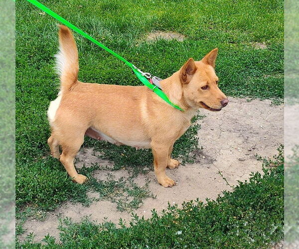 Medium Photo #2 Pembroke Welsh Corgi-Unknown Mix Puppy For Sale in Mukwonago, WI, USA