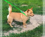 Small #1 Pembroke Welsh Corgi Mix