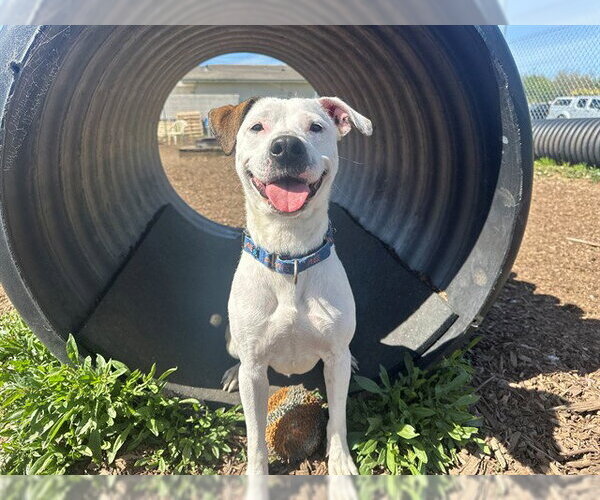 Medium Photo #2 American Pit Bull Terrier-Unknown Mix Puppy For Sale in McKinleyville, CA, USA