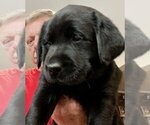 Puppy Puppy 1 Labrador Retriever