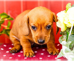 Small #4 Dachshund