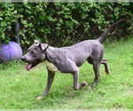 Small #2 American Pit Bull Terrier