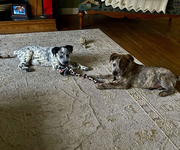 Medium Photo #2 Mutt Puppy For Sale in Garden City, NY, USA