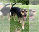 Small #1 Jack Russell Terrier Mix