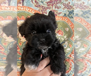 Shih Tzu Puppy for sale in LIVINGSTON, TN, USA