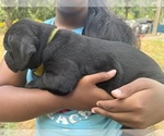 Small #17 Cane Corso-Rottweiler Mix