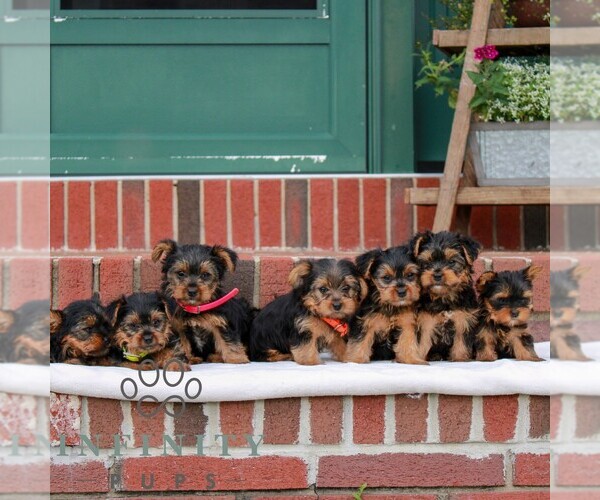 Medium Photo #2 Yorkshire Terrier Puppy For Sale in REINHOLDS, PA, USA