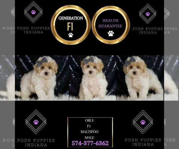 Medium Photo #56 Maltipoo (Miniature) Puppy For Sale in WARSAW, IN, USA