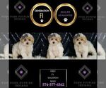 Small Photo #56 Maltipoo (Miniature) Puppy For Sale in WARSAW, IN, USA