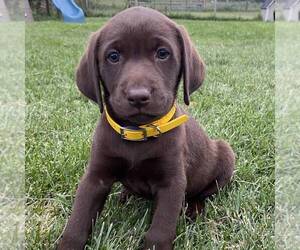 Labrador Retriever Puppy for sale in DAYTON, VA, USA