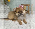 Small #2 Pomeranian