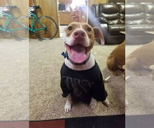 Bentley - Male Mutt Dog for Adoption - Photo #2