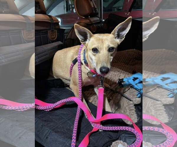Medium Photo #2 Whippet Puppy For Sale in Cherry Hill, NJ, USA