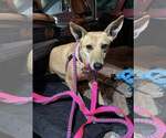 Small #1 Whippet
