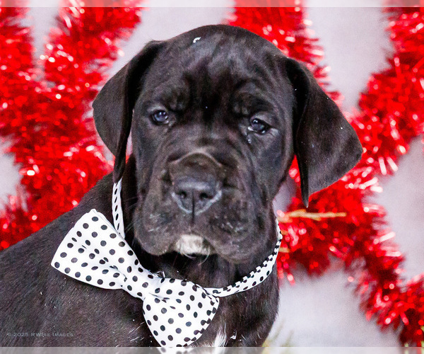 Medium Photo #2 Great Dane Puppy For Sale in WAKARUSA, IN, USA