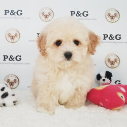 Maltese-Poodle (Toy) Mix Puppy for sale in TEMPLE CITY, CA, USA