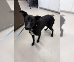 Small #2 Pointer-Siberian Husky Mix