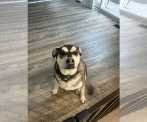 Gerberian Shepsky Dogs for adoption in COLUMBIA, MD, USA