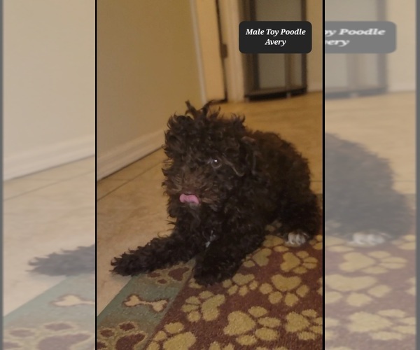 Medium Photo #3 Poodle (Toy) Puppy For Sale in TUCSON, AZ, USA