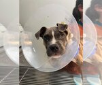 Small #2 Boxer Mix