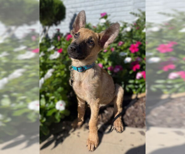 Medium Photo #2 Mutt Puppy For Sale in Raleigh, NC, USA