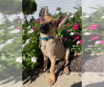 Small #1 Mutt