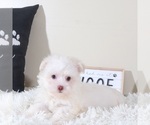 Small #2 Havanese