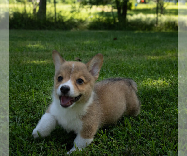 Medium Photo #6 Pembroke Welsh Corgi Puppy For Sale in NEW DOUGLAS, IL, USA