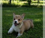 Small #5 Pembroke Welsh Corgi