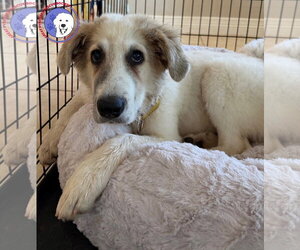 Great Pyrenees Dogs for adoption in Spring, TX, USA