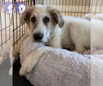 Small Great Pyrenees