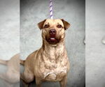 Small #11 Chinese Shar-Pei-Labrador Retriever Mix