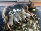 Small Photo #2 Australian Cattle Dog Puppy For Sale in PAHRUMP, NV, USA