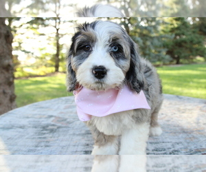 Bernedoodle (Miniature) Puppy for Sale in BOSWELL, Indiana USA