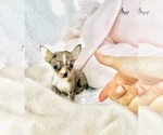 Small #34 Chihuahua