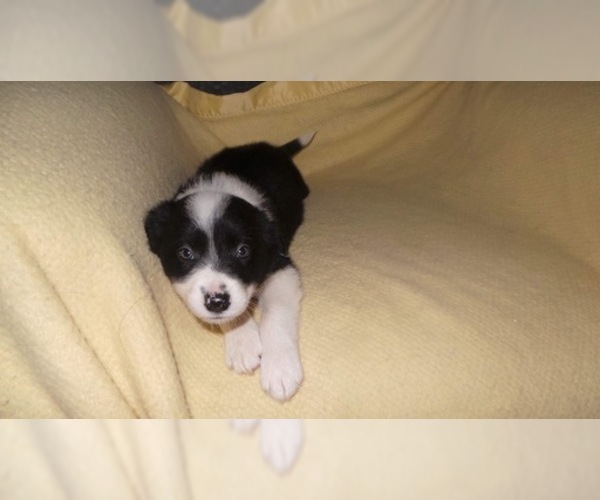 Medium Photo #37 Border Collie Puppy For Sale in AIKEN, SC, USA