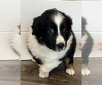 Small Photo #4 Australian Shepherd Puppy For Sale in SALISBURY, NC, USA