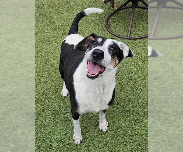 Medium Photo #3 Mutt Puppy For Sale in Newton, NC, USA